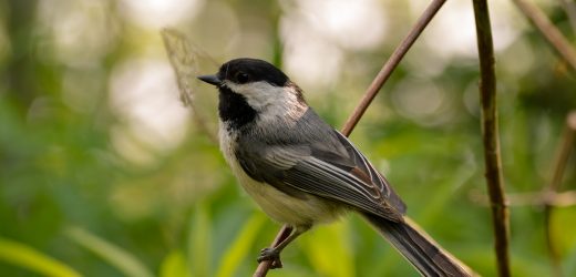 Opinia ornitologiczna – sposób na przeprowadzenie inwestycji bez szkody dla ptaków